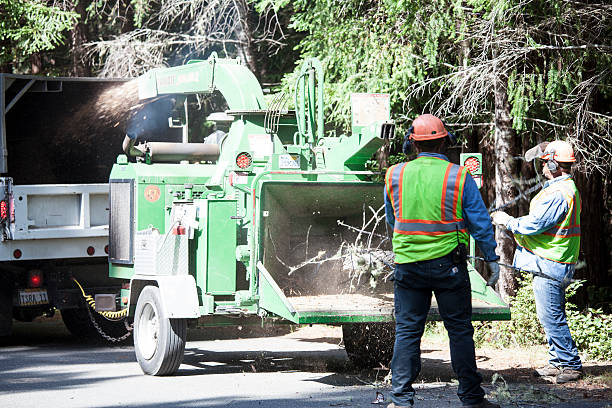 How Our Tree Care Process Works  in  Leavenworth, KS